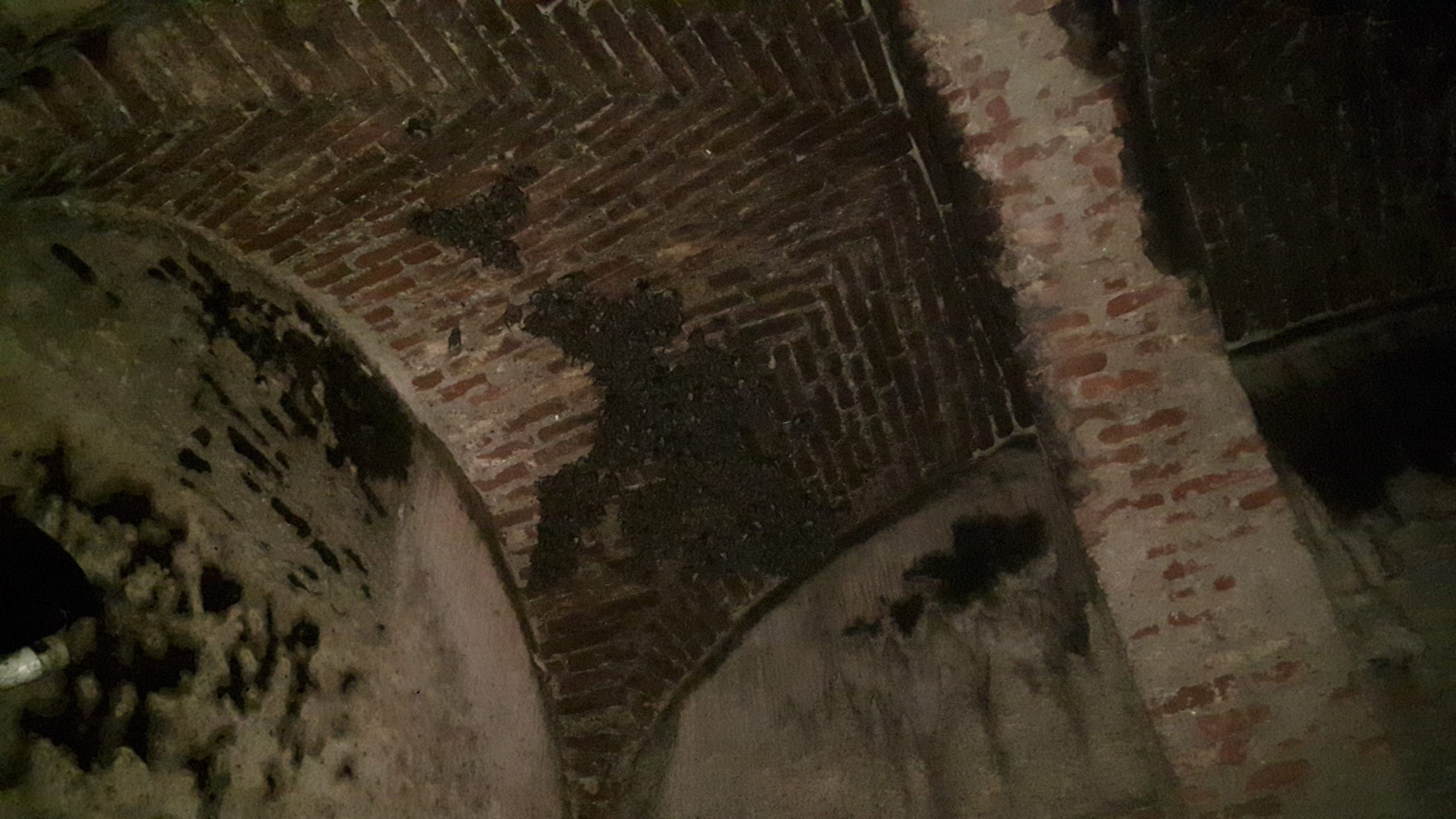 Colonia di pipistrelli nell'abbazia di Staffarda