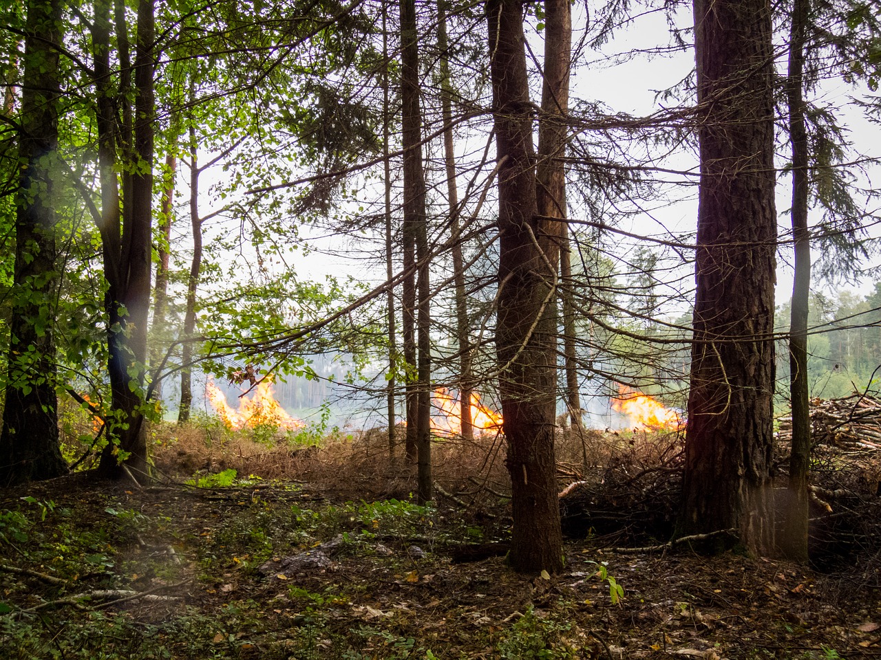 Incendio in un bosco