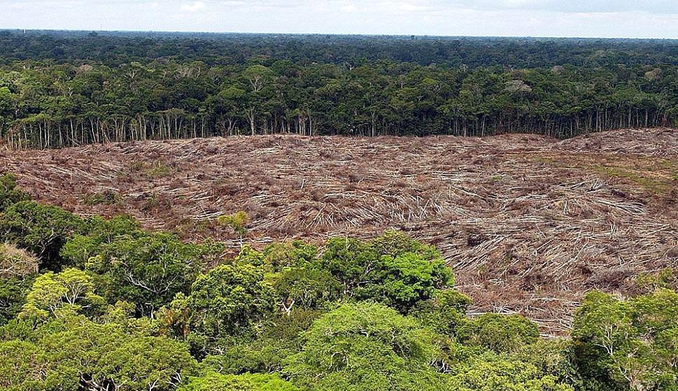 Distruzione foreste pluviali