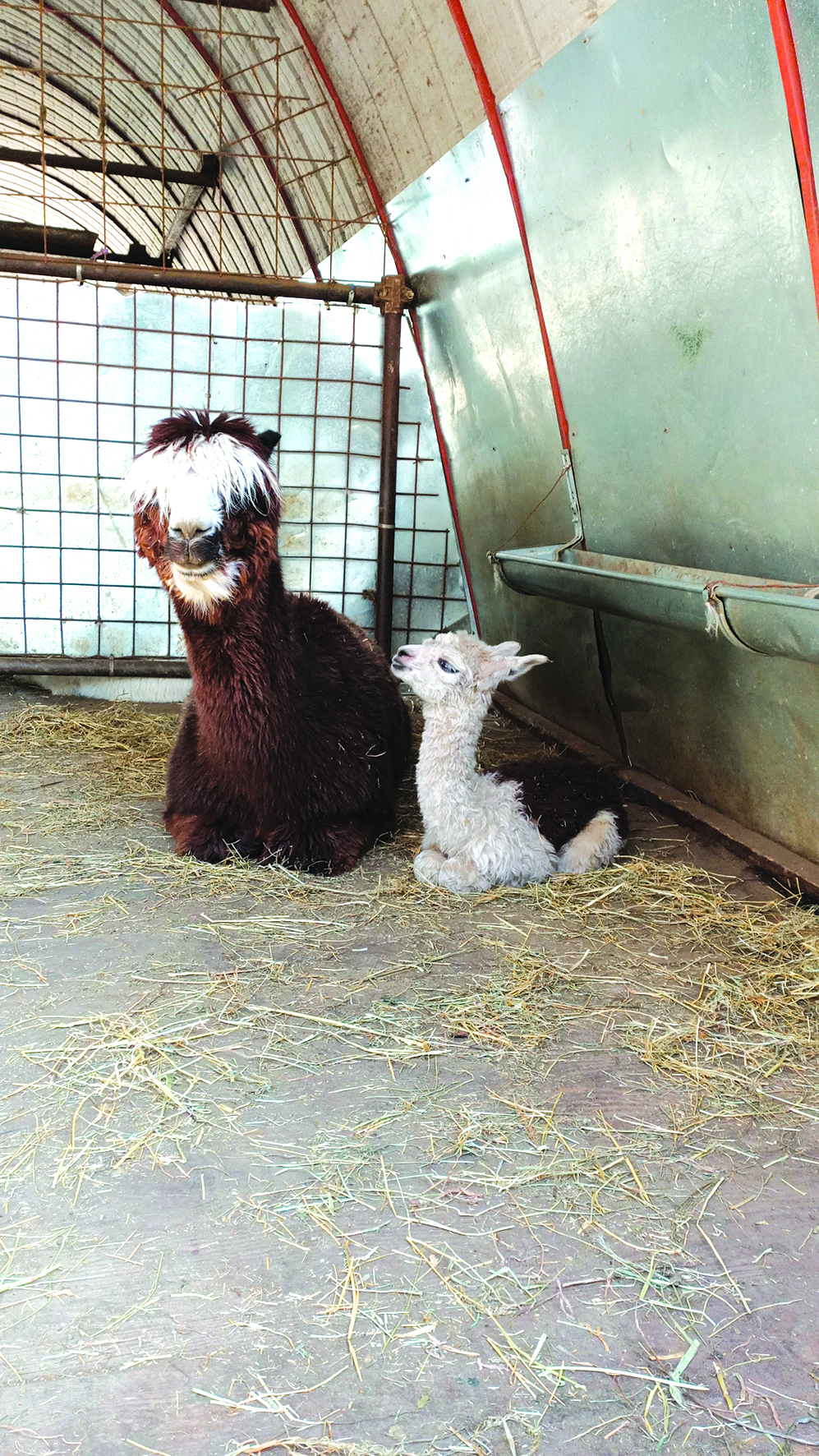 Ostana - L'alpaca Maggy con la mamma