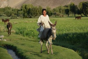 Ragazzo afghano su un asino