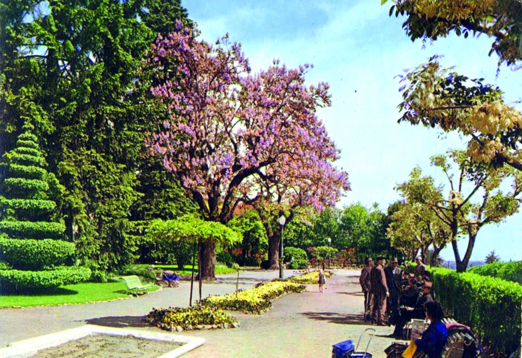 Archivio Mario Zauli 1961 Giardini pubblici con magnolia