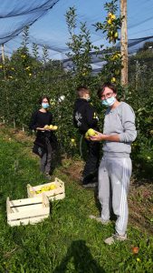 Istituto agrario: raccolta mele